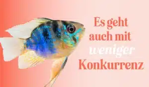 Big Fish in a Little Pond: weniger Konkurrenz