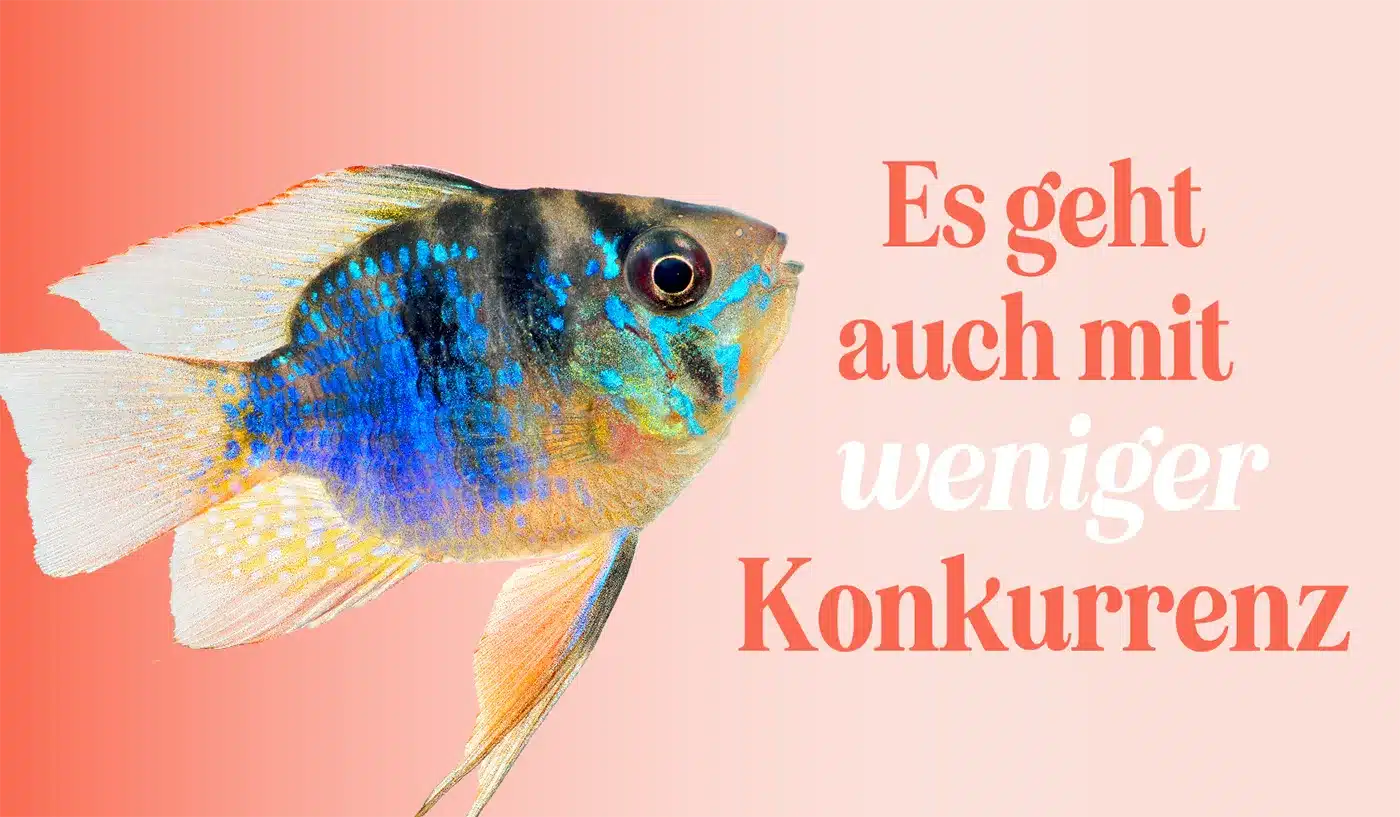 Big Fish in a Little Pond: weniger Konkurrenz